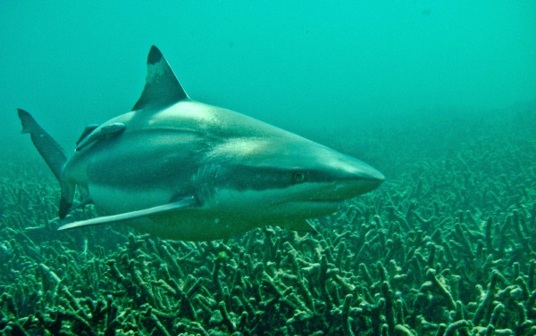 A blacktip reef shark among the coral reefs off Pigeon Island