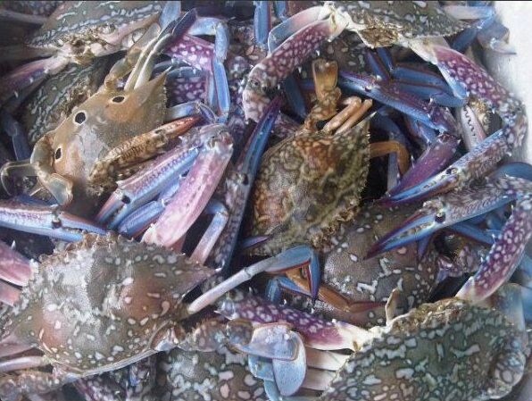 Freshly caught crab in Karainagar~pic by Dushiyanthini Kanagasabapathipillai~ via: twitter.com/dushiyanthini
