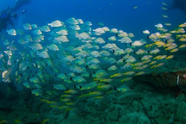 Mixed school of grunts and snappers on the wreck of the Rangoon, Galle. Photos: Nishan Perera/Island Scuba