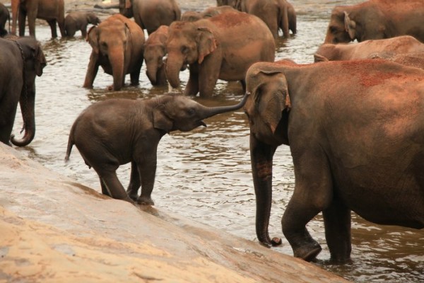 10. The fact that we have an orphanage for Elephants