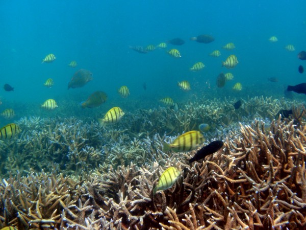 Schools of fish among the coral reefs off Pigeon Island
