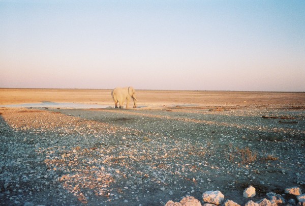 Elephant in Etosha National Park