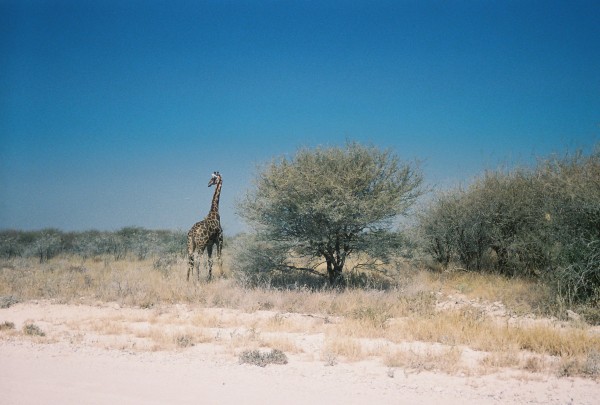Giraffe in Etosha National Park