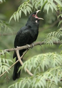Special Arrangement Life's A Song: Koel