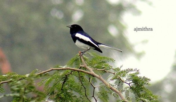 Special Arrangement Life's A Song: Oriental Magpie Robin Photo: A.J. Mithra