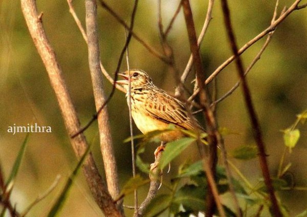 Special Arrangement Life's A Song: Skylark Photo: A.J. Mithra