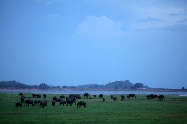 Minneriya-pic couretsy of: AlJazeera