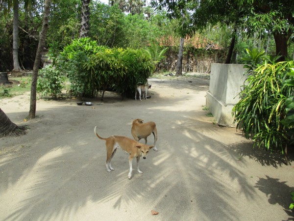 Vidhya’s beloved dogs