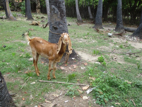 kutty-the-goat
