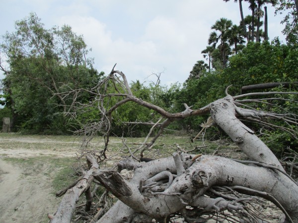The shrubbery by which she is believed to have                         been kidnapped