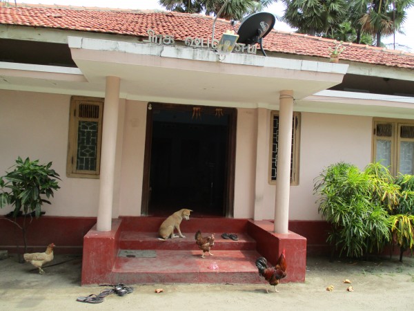 vidhyas-other-dog-and-chickens-about-her-house-premises